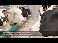 Download Lagu GEA Dairy Farming - GEA DairyBarn B3130