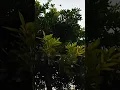 Birds in the trees, beautiful moment 😍#birds #tree #nature #beuty #video