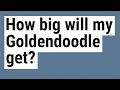 How big will my Goldendoodle get