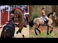 FROM BULLFIGHTING HORSE TO SHOW HORSE - GAIO