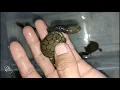 Download Lagu Kura Kura Leher panjang Siebenrocki / baby snake head turtle / baby long necked turtle