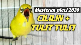 Download masteran burung pleci nembak cililin sambung tulit tulit MP3