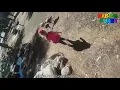 Funny Goose Chasing Kids And Attacking - Funniest Babies Videos 2019