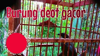 Download burung tangkar centrong deot suara pemanggil gacor MP3