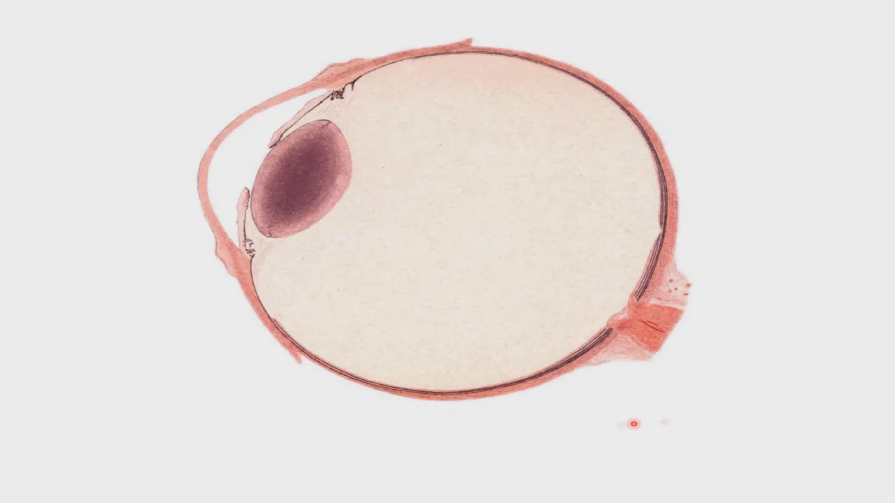 Histologia del ojo CAPÍTULO 20