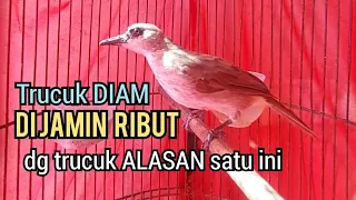 Download Trucuk DIAM DIJAMIN RIBUT GACOR dengan TRUCUKAN GACOR SUARA NGALAS NGEPLONG satu ini MP3