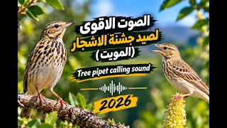 صوت جشنة الاشجار المويت  للصيد صوت رائع   مجرب و فعال                                    دندنها