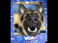 VCA Canada Central Saanich Animal Hospital CareClub Success Story May 2022