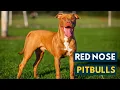 Red Nose Pitbull Everything You Should Know About A Red Nose Pittie