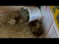 Meet Our Newest Quails | The Arnak Way |