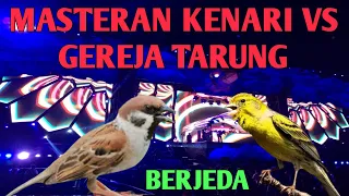 Download Masteran MURAI BATU JUARA NASIONAL TERBARU 2022 Suara Asli KENARI VS GEREJA TARUNG MP3