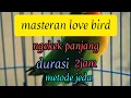 Download Lagu masteran love bird/labet, dengan metode jeda