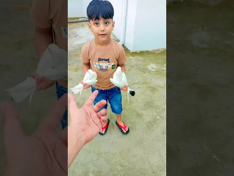 kabootar 🕊️udane par itne Khushi 🙂❤️ #viral #shorts #kabootar #youtubeshorts #birds