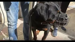 Bila Kinaa أكثر تجارة مربحة في تونس بيع و تربية الكلب عالم خاص 