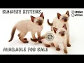 Siamese Kittens For Sale in Mumbai Thane Navi Mumbai Siamese Kitten For Sale in Pune Goa Chandigarh