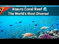 Download Lagu Atauro Coral Reef 🌊 The World’s Most Diverse | Timor-Leste’s Hidden Paradise  #TimorLeste #CoralReef