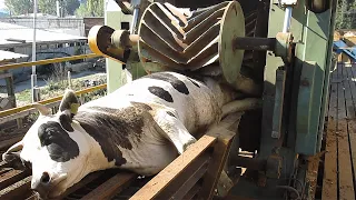 🚜🐄 Amazing Modern Dairy Farm! Pretty Girl Tractor Cow Milking Technology 😱🥛