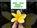 Lagu Jenis - jenis Bunga Kamboja #bunga #flowers #plants #plumeria #bungakamboja #shorts