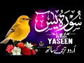 Download Lagu Surah Yasin (Yaseen) سورة يس | A Serene Melody to Bring Light to Your Day | Calming Quran Recitation