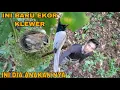 Download Lagu PENEMUAN BURUNG LANGKA_INI DIA SARANG BURUNG TALI POCONG SUMATRA