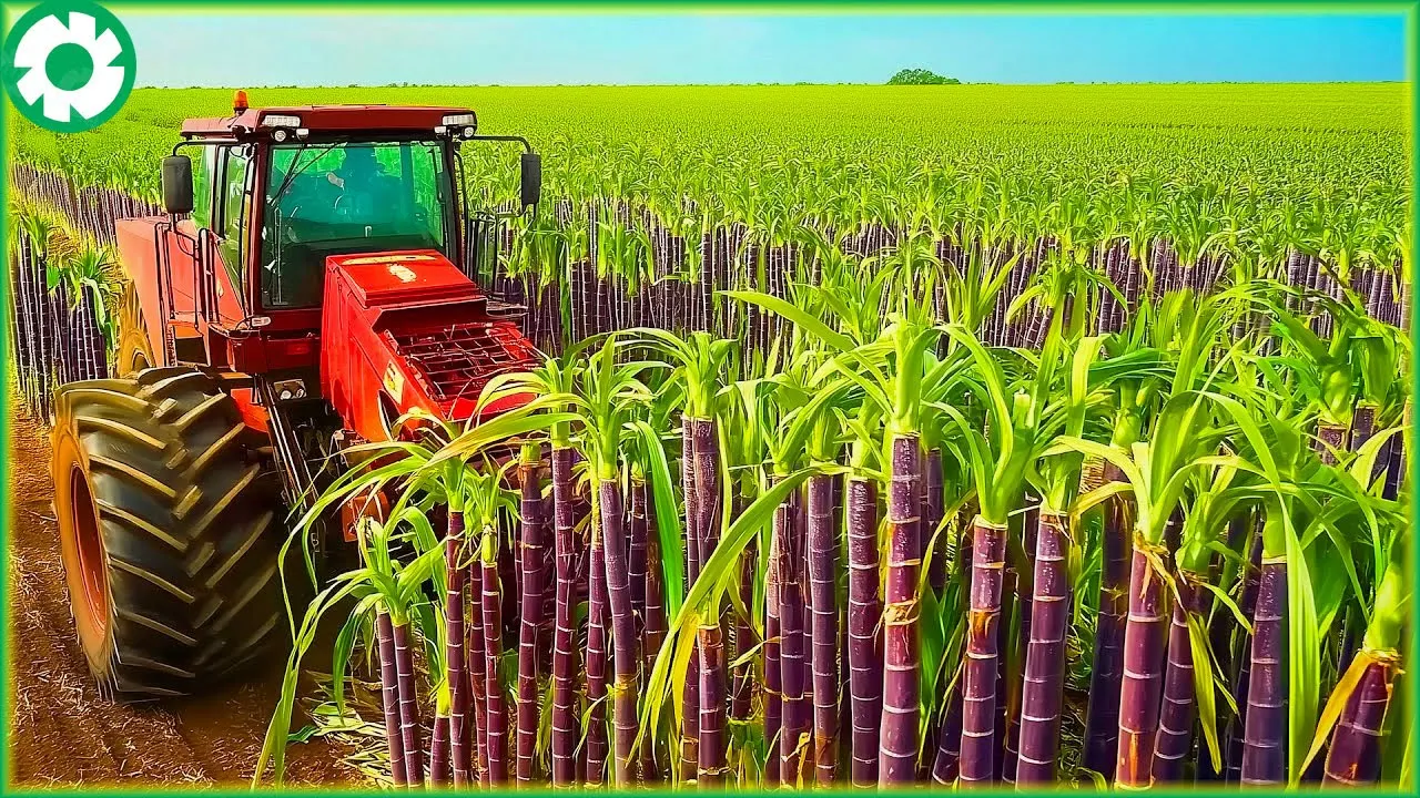 How Farmers Harvest 1.9 Billion Tons of Sugarcane by Machine | Agriculture Technology - The Engine