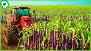 how farmers harvest 1 9 billion tons of sugarcane by machine agriculture technology the engine