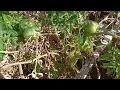 Domates kurudu diye söküp atmayın ,tekrar yeşerip Domates versin -Tomato farming