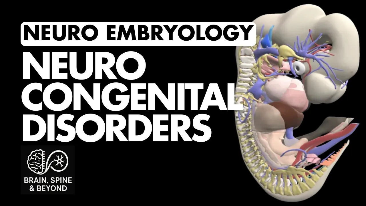 Neuro Embryology Made Easy: Linking Congenital Disorders to Development