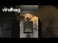 Download Lagu Golden's Elevator Chicken Chatters || ViralHog