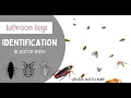 Bathroom Bugs Identification - 15 Bugs You Might Find In The Bathroom