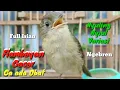 Download Lagu SUARA TERAPI BURUNG FLAMBOYAN UNTUK PANCINGAN DAN MASTERAN BURUNG LOMBA