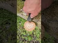 Download Lagu 5 edible plants/mushrooms you can forage during spring