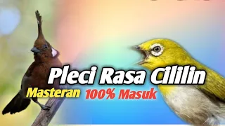masteran pleci nembak cililin panjang