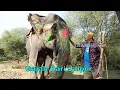 Lagu Si Gundul Jadi Perawat Gajah di Jaipur, India | JEJAK SI GUNDUL (11/12/25) P1
