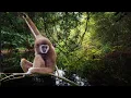 Download Lagu Gibbons Tropical Sounds - 1 Hour Relaxing Nature Sounds of Asia Rainforest