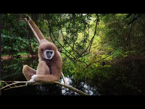 Download MP3 Gibbons Tropical Sounds - 1 Hour Relaxing Nature Sounds of Asia Rainforest