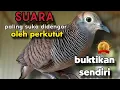 Perkutut lokal gacor suara paling digemari kutut
