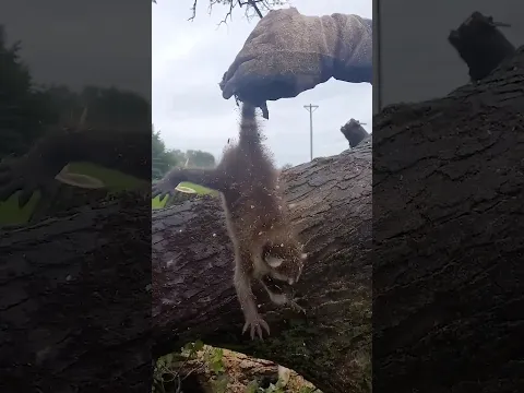 Man Discovers Baby Raccoons Inside A Fallen Tree