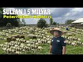 Download Lagu PETERNAKAN SULTAN 1.5 MILYAR