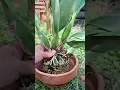 Download Lagu repotting cattleya Orchid #orchidcare #cattleya #plants #gardening #fypシ