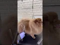 Pomeranian haircut