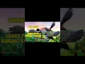Download Lagu Suara Pikat Burung Kipasan Sikatan. #shots #shortvideo #burungkipasan