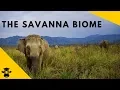 Savanna Grassland - Biomes of the world