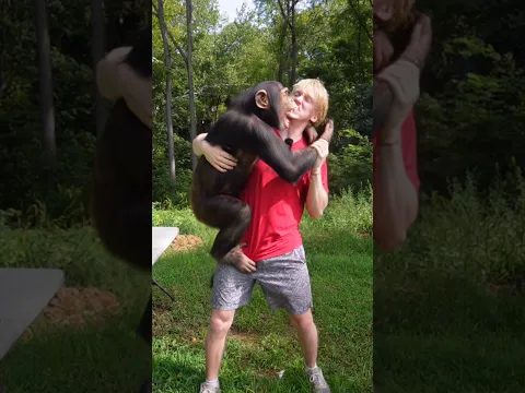 Could a human beat a chimp in a fight?