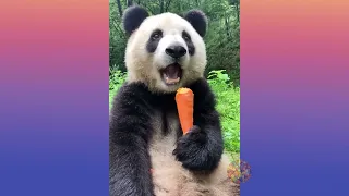 اروع فيديوهات مريحة للاعصاب بدون موسيقى 