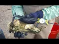 Oyster Shell Recycling program for National Recycling Day
