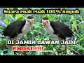 Download Lagu SUARA PIKAT RUAK RUAK DI JAMIN LAWAN JADI EMOSI || TERBARU 2025