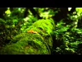 Gaia Healing Earth s Frequency 7 83hz Music Schumann Resonance