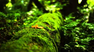 Gaia Healing Earth S Frequency 7 83hz Music Schumann Resonance 