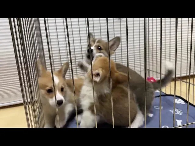 動画
